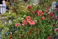 5月5日 布引ハーブ園 １