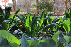 12月15日 布引ハーブ園 ９