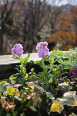 12月15日 布引ハーブ園 16