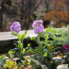 12月15日 布引ハーブ園 16