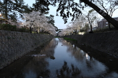 4月1日 夙川河川敷緑地 ５