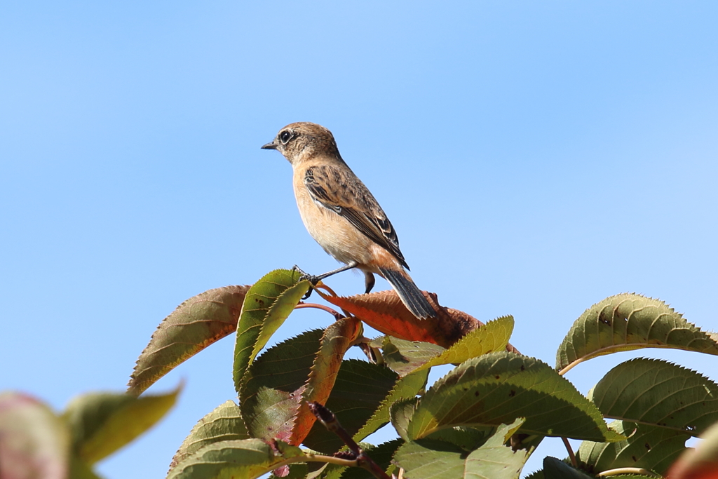 ノビタキに初めて遭遇