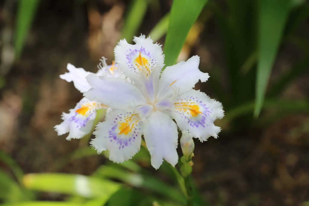 5月5日 布引ハーブ園 25