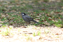 4月23日 大阪城公園 ３