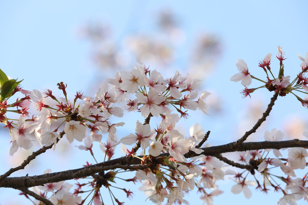 4月10日 散歩 13