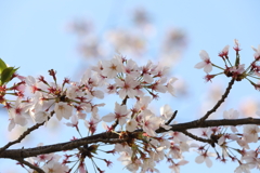 4月10日 散歩 13