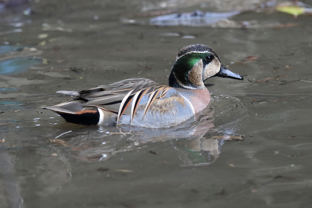 1月15日 明石公園 16