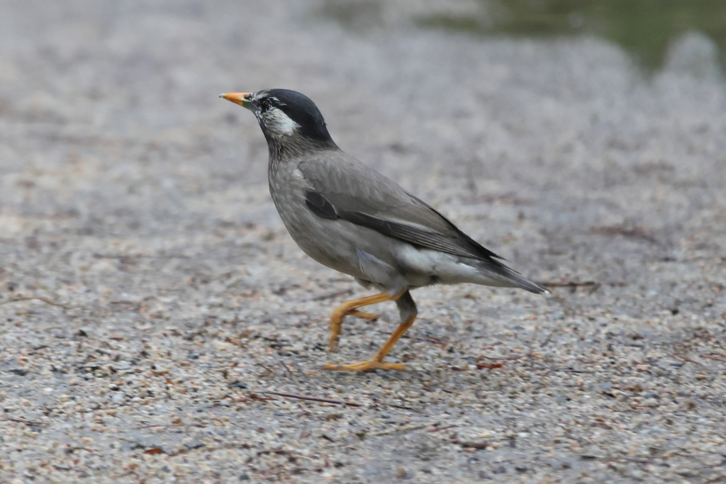 5月16日 夙川河川敷公園 ８