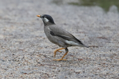 5月16日 夙川河川敷公園 ８