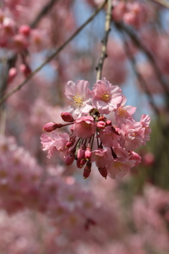 3月29日 京都 6 3月29日 京都 6