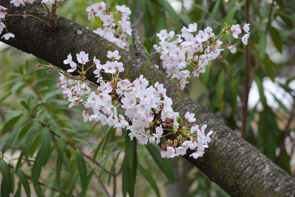 4月7日 夙川 ８