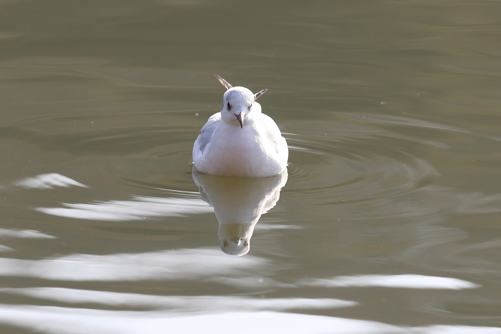1月10日 明石公園 ３