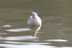 1月10日 明石公園 ３