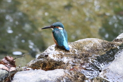 10月9日 夙川河川敷公園 ６