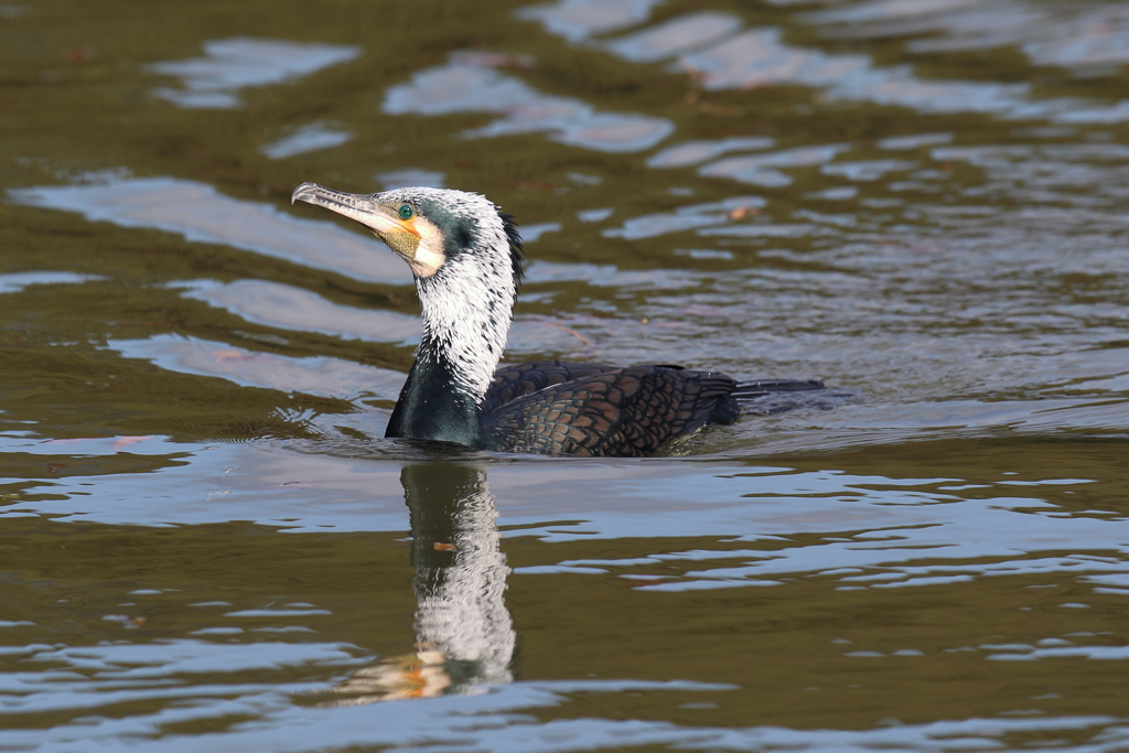 12月25日 明石公園 １
