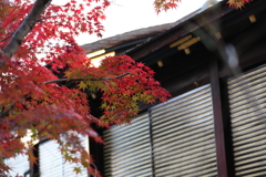 11月28日 相楽園 24 