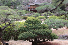 3月6日 相楽園 ６
