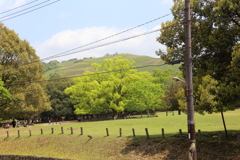 5月2日 奈良 19