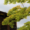 5月18日 相楽園 19