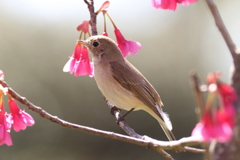 3月10日 大阪城公園 20