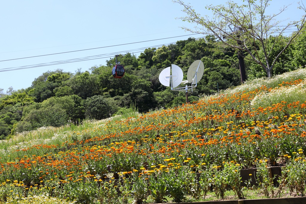 5月28日 布引ハーブ園 66