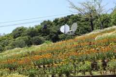 5月28日 布引ハーブ園 66