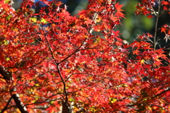 11月28日 明石公園 ８