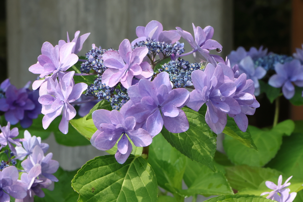 6月16日 明石公園 １