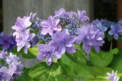 6月16日 明石公園 １