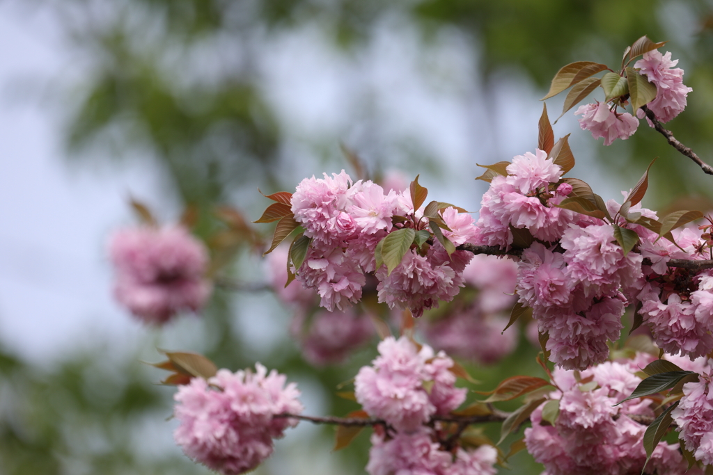 4月18日 万博記念公園 ２