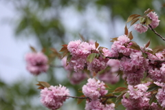 4月18日 万博記念公園 ２