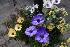 3月20日 布引ハーブ園 10