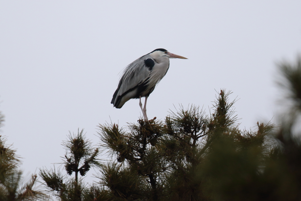 1月23日 夙川河川敷公園 ３