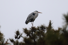 1月23日 夙川河川敷公園 ３