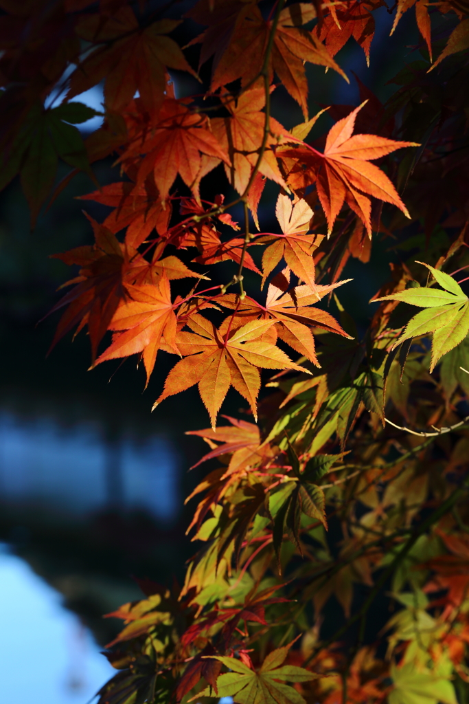 11月24日 相楽園 33