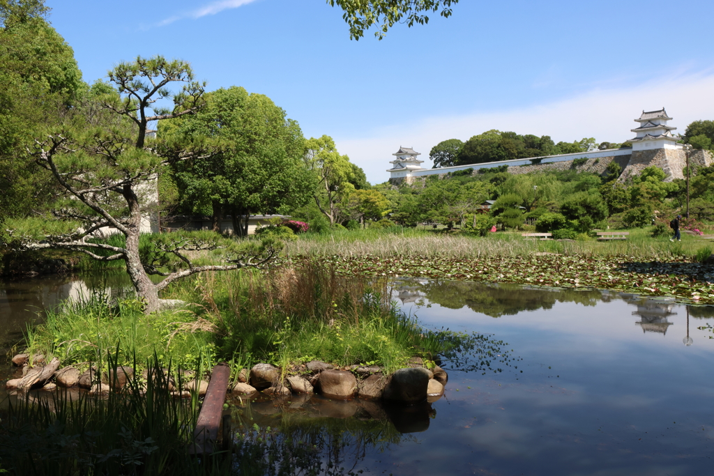 6月4日 明石公園 ６