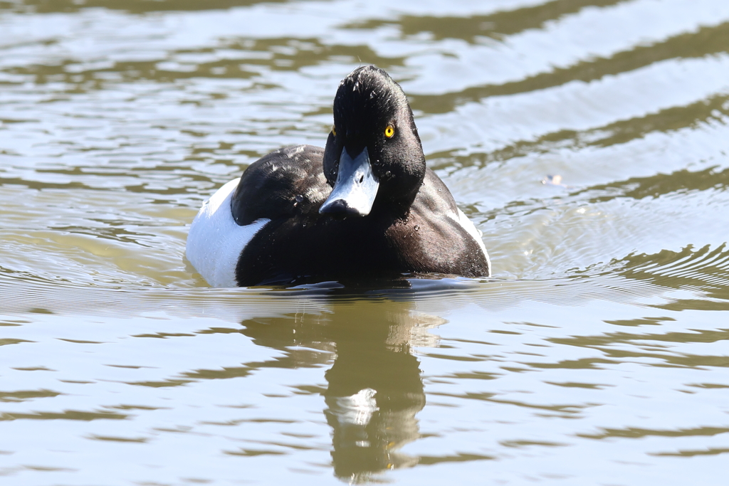 3月3日 明石公園 ６