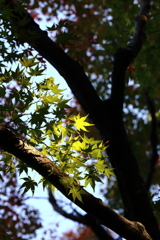 11月24日 相楽園 32