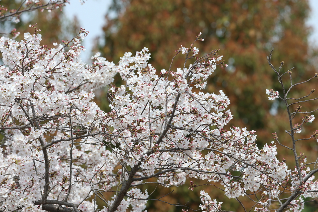 4月2日 明石公園 １
