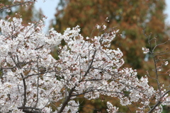 4月2日 明石公園 １