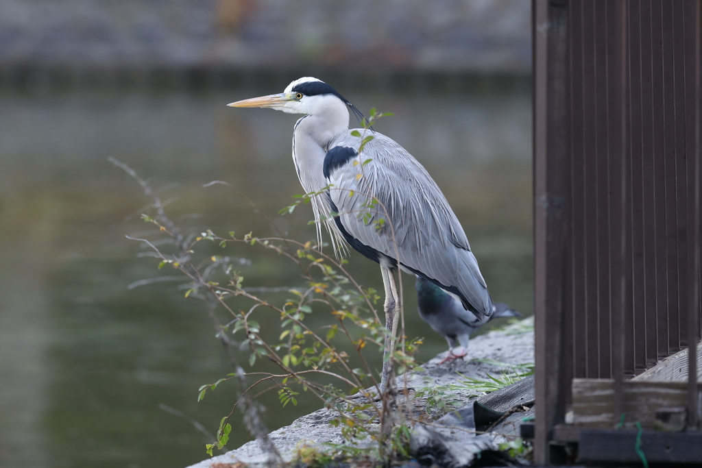 12月11日 明石公園 ３