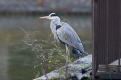 12月11日 明石公園 ３
