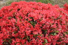 4月18日 長岡天神 ４