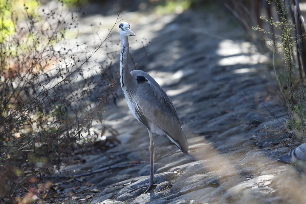 11月27日 明石公園 １