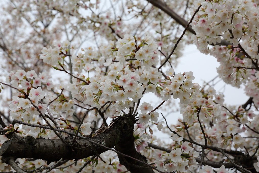 3月28日 岡本南公園 ２