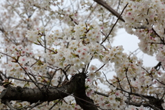 3月28日 岡本南公園 ２