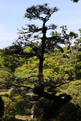 5月23日 相楽園 44