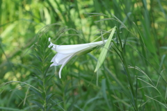 8月13日 夙川河川敷緑地 ８