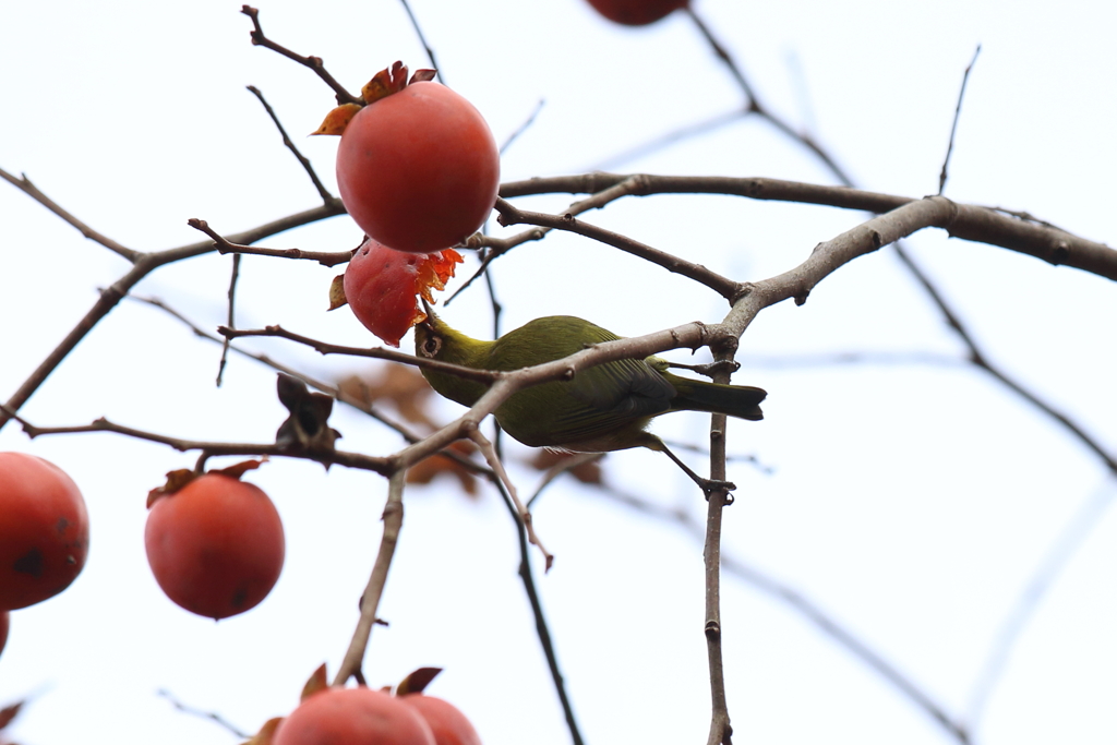 12月5日 明石公園 ４