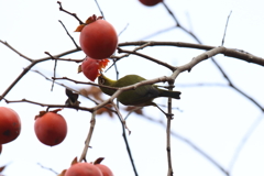 12月5日 明石公園 ４